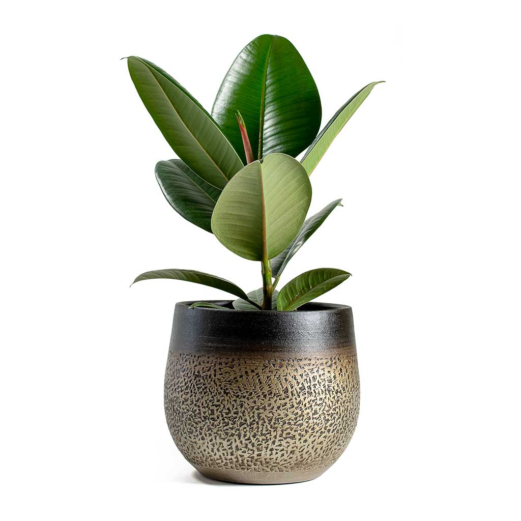 Mya Plant Pot Deep Champagne Quality Plant Pots Hortology