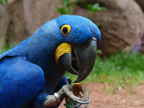 Grab Your Birding Binoculars To View These Long Living Birds