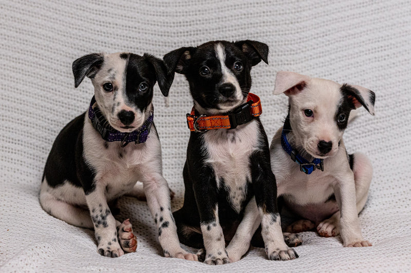 Max And Neo Donation News Page 13 Max And Neo