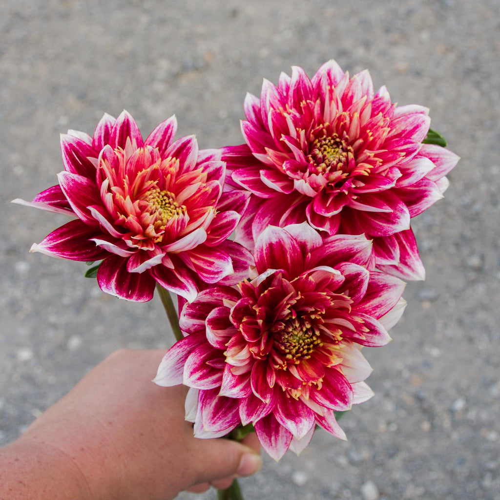 My Top 10 Dahlias For Cutting Emerden