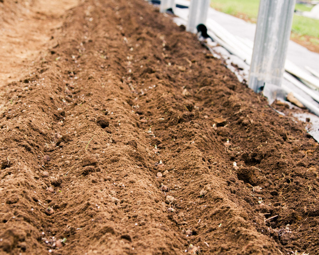 How To Grow Anemones Emerden