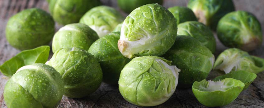 Growing Brussels Sprout Everything You Need To Know Seed Needs Llc