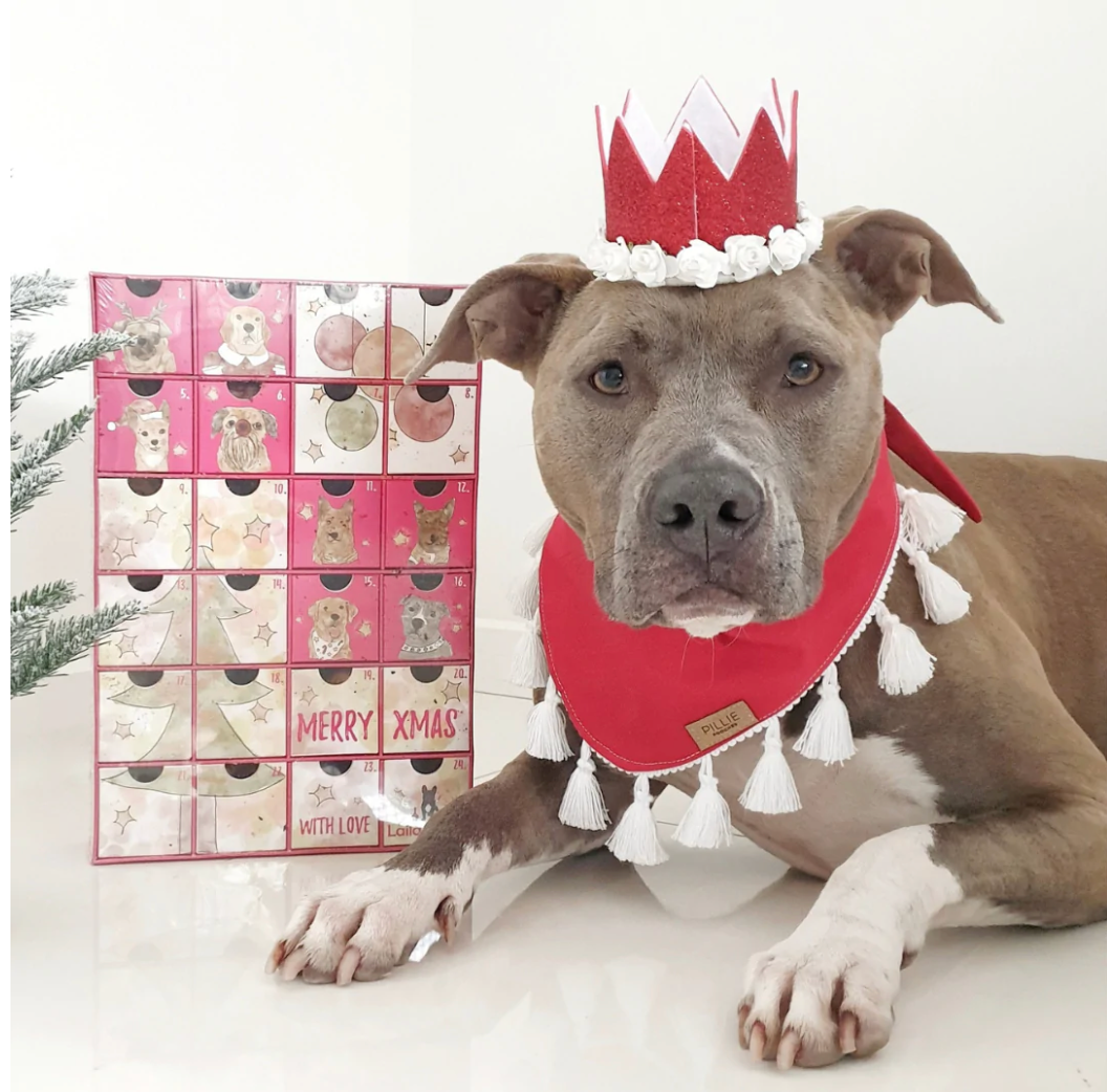 Laila Me 2022 Dog Advent Calendar Smack Bang