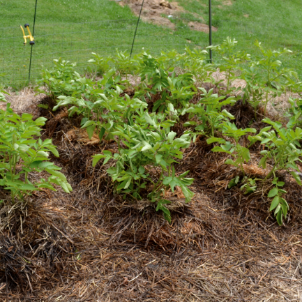 How To Grow Potatoes Urban Revolution