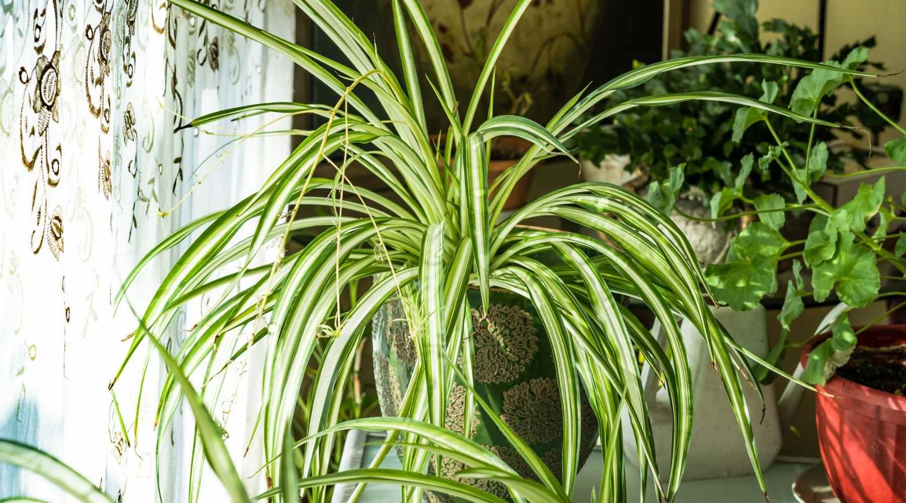 Common Causes Of Brown Tips In Spider Plant And How To Fix Them Bloombox Club