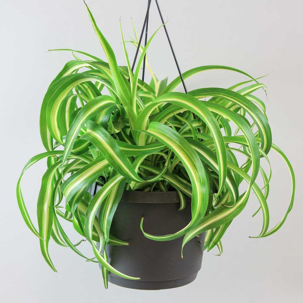 Common Causes Of Brown Tips In Spider Plant And How To Fix Them Bloombox Club