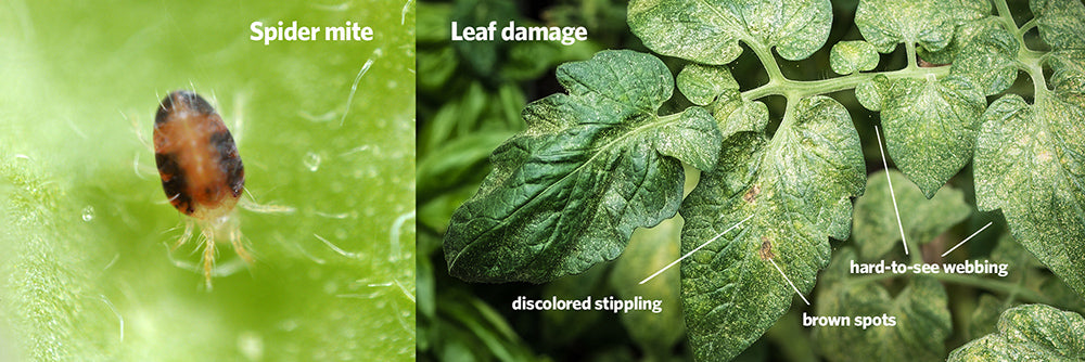 How To Get Rid Of Spider Mites On Houseplants Wallygro Wallygrow