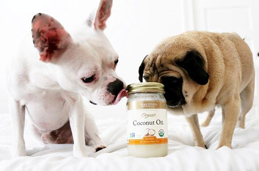 7 Surprising Ways Coconut Oil Benefits Your Dog Pettsie