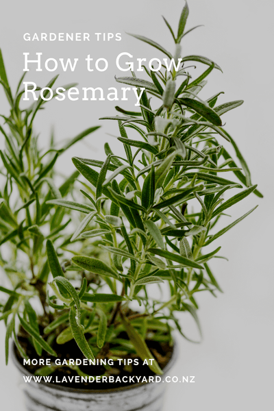 How Do You Take Care Of A Rosemary Plant Nz Lavender Herb Farm Lavender Backyard Garden