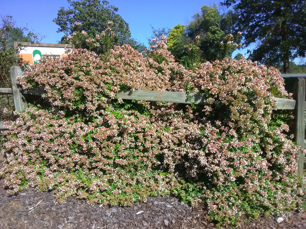 Rose Creek Abelia Toms Creek Farm Nursery