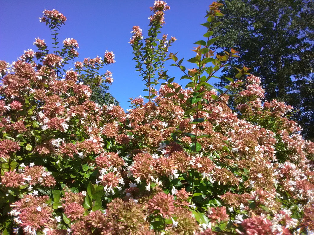 Rose Creek Abelia Toms Creek Farm Nursery