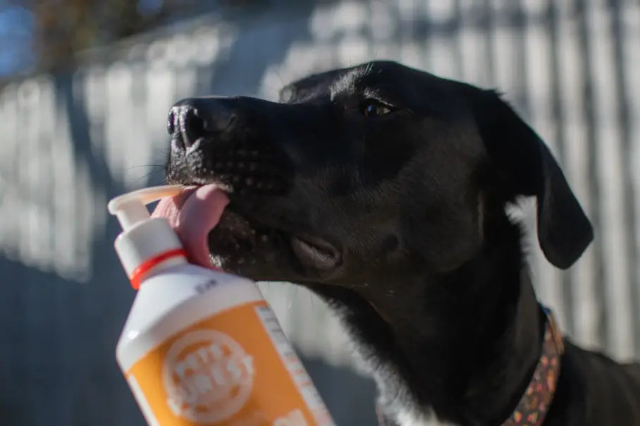 Scottish Salmon Oil For Dogs The Ultimate Guide Pets Purest