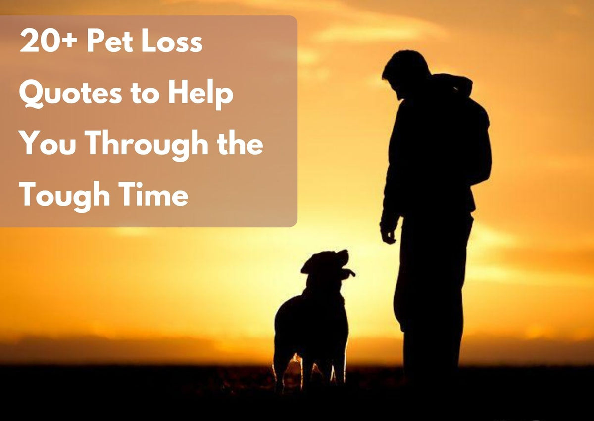 20 Pet Loss Quotes To Help You Through The Tough Time Gomine