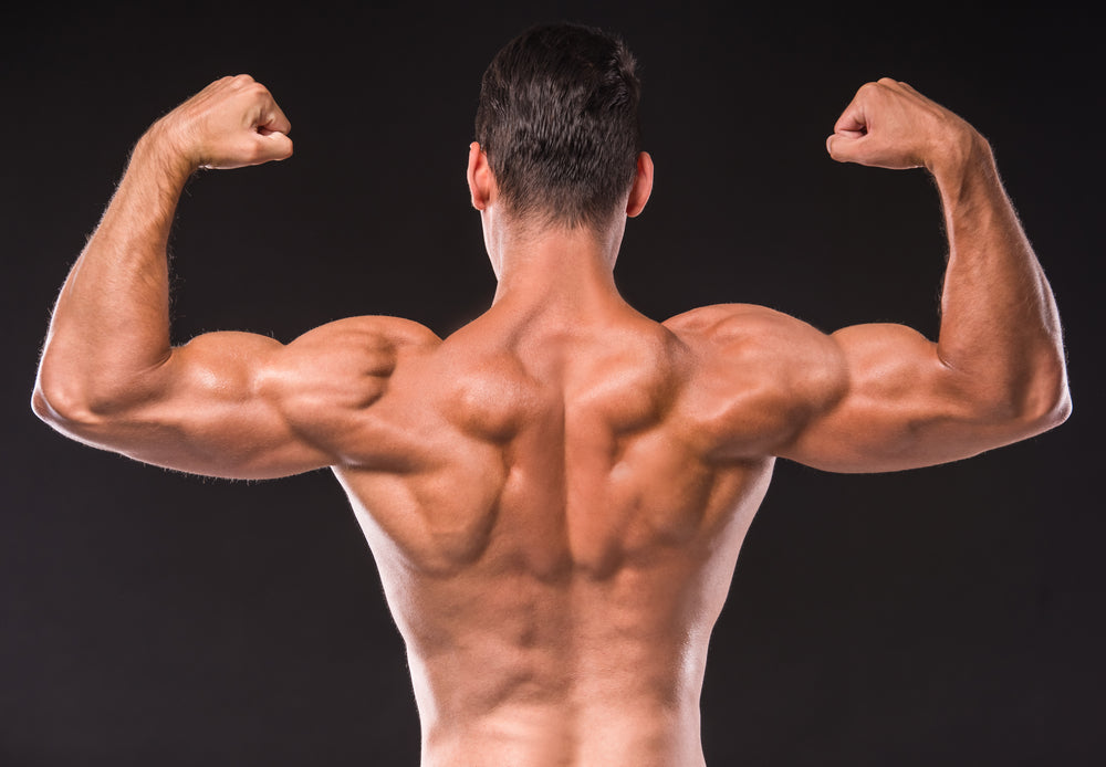 10 Best Dumbbell Back Exercises For A Barn Door Back Steel Supplements