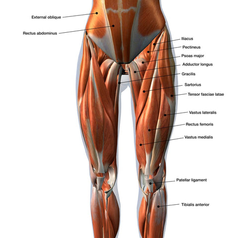 10 Best Hip Strengthening Exercises For Home Workouts Steel Supplements