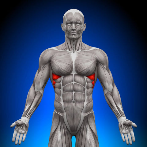 8 Serratus Anterior Exercises For Chiseled Stable Core Steel Supplements