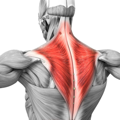How To Get A Thicker Neck 7 Best Exercises Steel Supplements