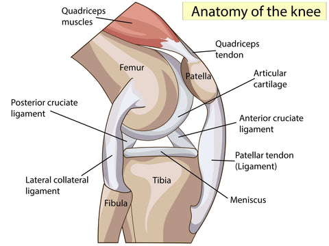 10 Best Exercises For When You Have Knee Pain Steel Supplements