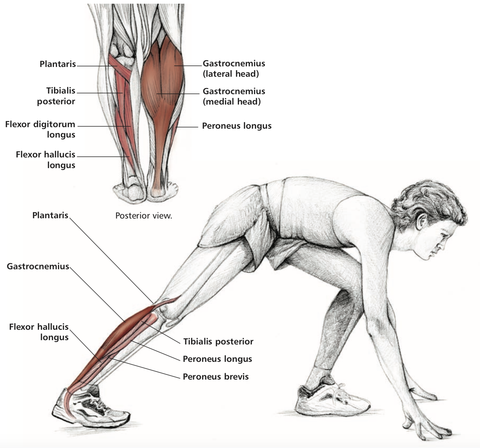 Calf Muscle Stretch Stuart Hinds Performance Therapy