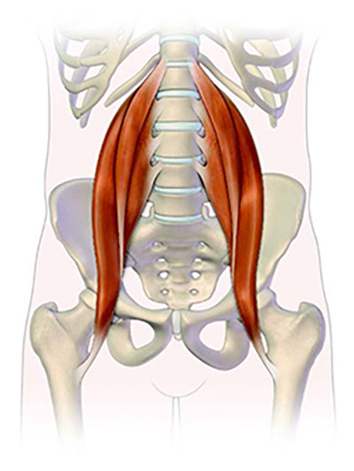 The Iliopsoas Muscle Pain Trigger Points Pso Rite