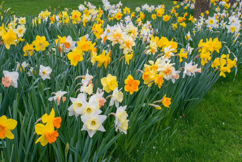 When To Plant Daffodils For A Successful Display In Spring