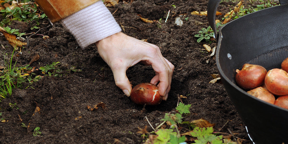 Tulip Planting Guide How To Plant Grow And Care For Tulips