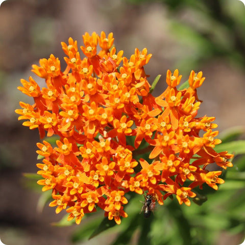 Milkweed Seeds Butterfly Weed Heirloom Untreated Non Gmo From Canada