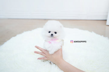 Available Puppies Aloha Teacup Puppies Inc