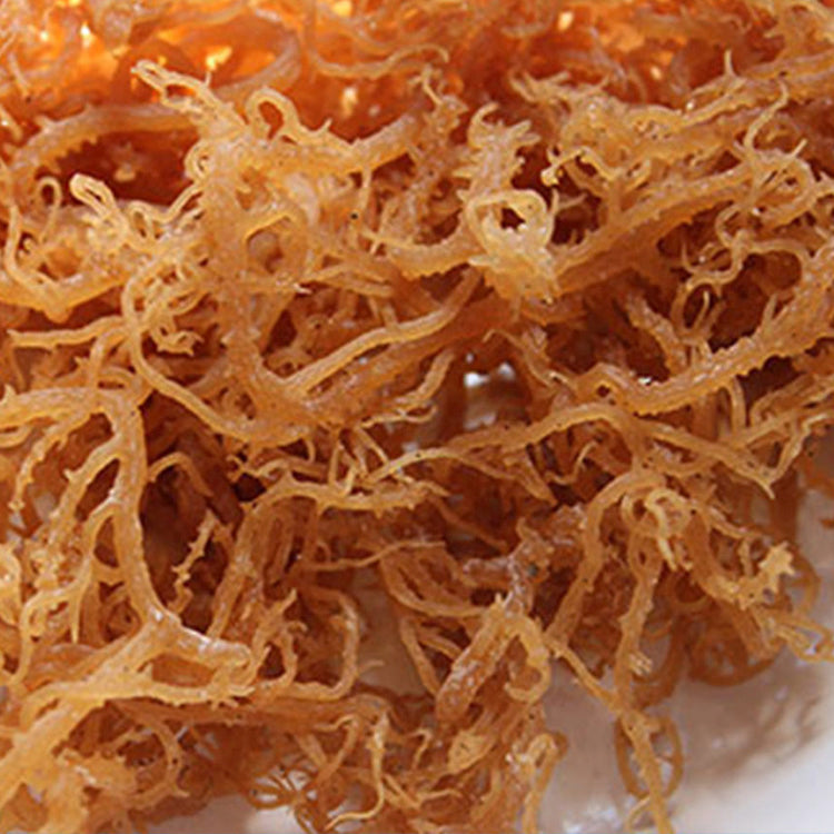 Here’s What You Need to Know About Sea Moss by Josh Gimble