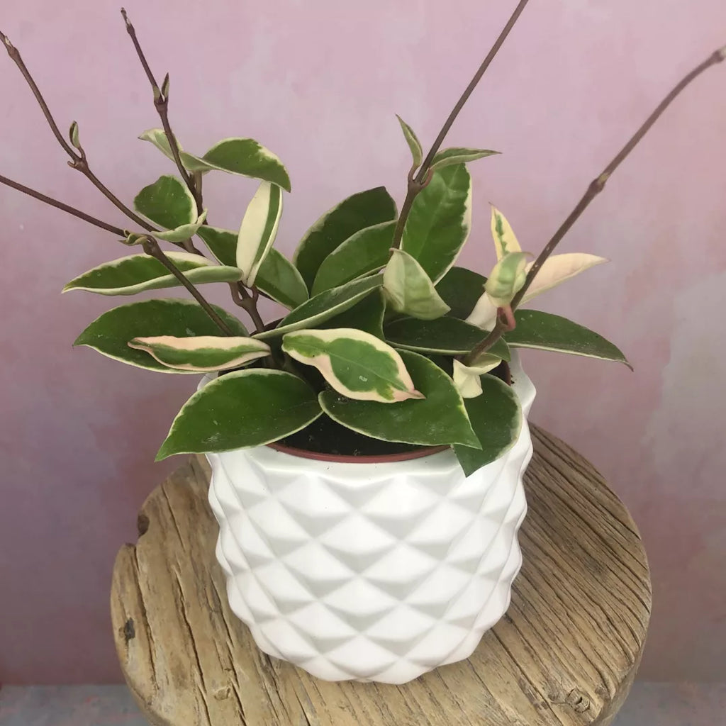 How Do I Care For My Hoya Carnosa Krimson Queen Lazy Flora