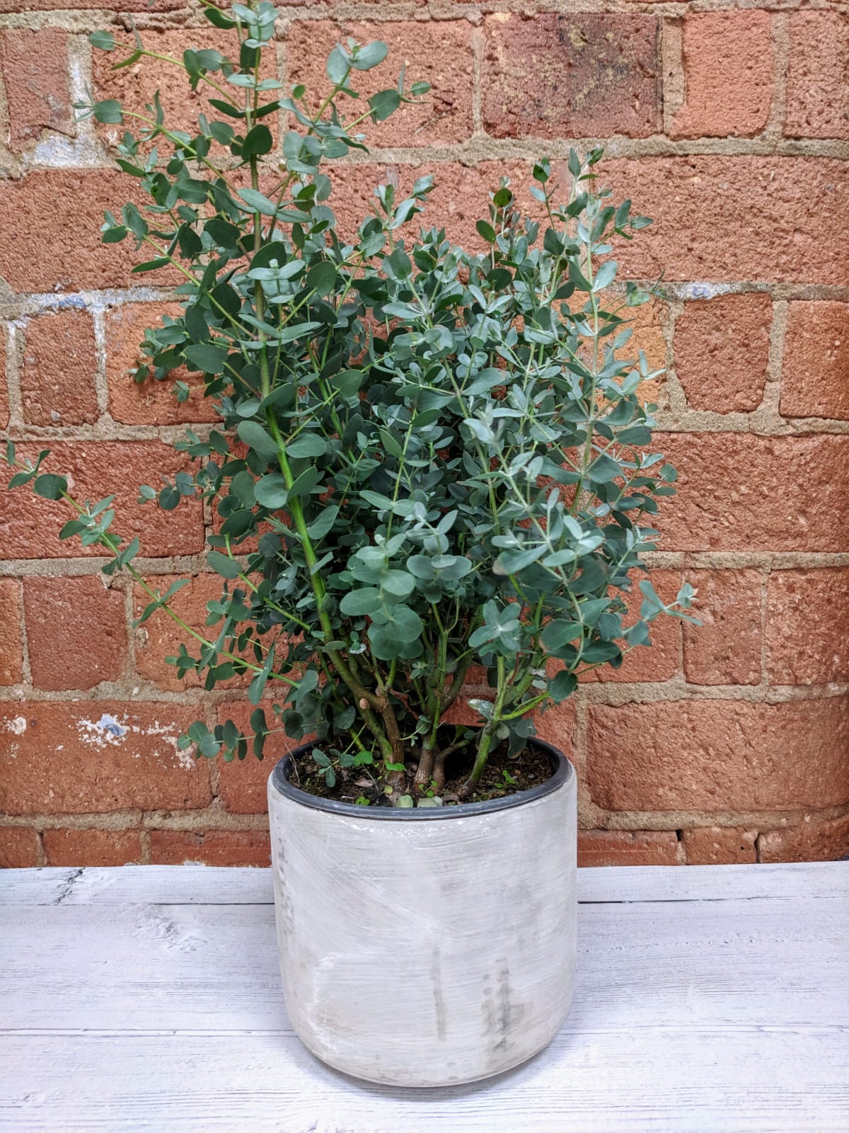 How Do I Care For My Eucalyptus Lazy Flora