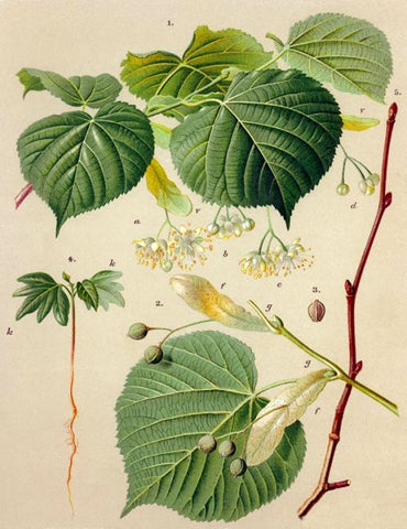 The Soothing Benefits Of Linden Honey Harvested In France Miel Factory