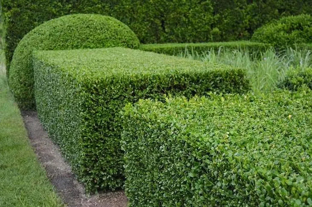 Green Velvet Boxwood Premium Boxwoods Plantingtree Plantingtree