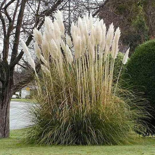 Pampas Grass Pampas Grass For Sale Plantingtree