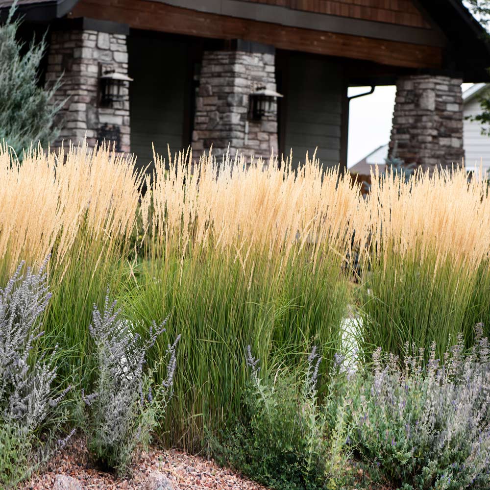 Karl Foerster Grass Ornamental Grass For Sale Plantingtree