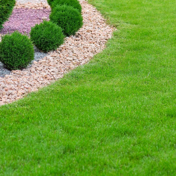 Turboturf Tall Fescue Grass Seed Plantingtree