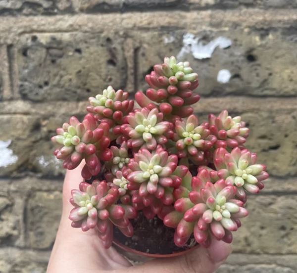 Sedum Jelly Beans Plant Sedum Rubrotinctum Aurora Variegated Plant Parijat Plant