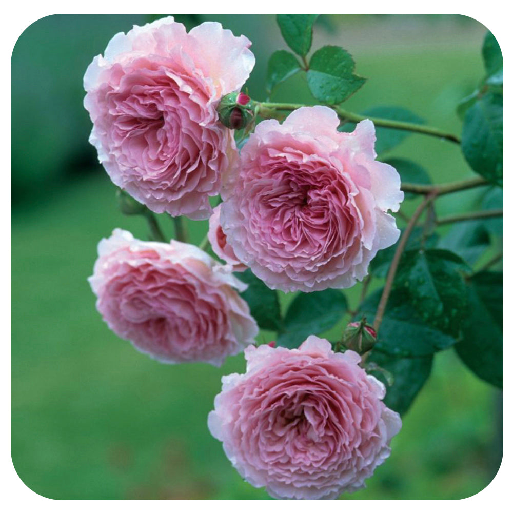 James Galway Rose By David Austin Davenport Garden Centre