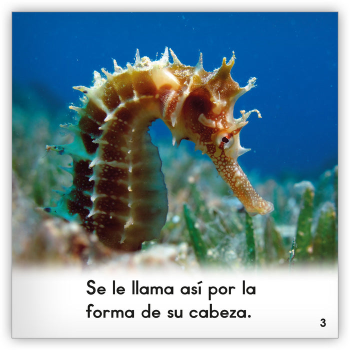 El Caballito De Mar Zoozoo Mundo Animal Hameray Publishing