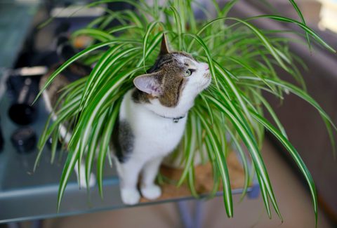 Outdoor And Indoor Plants That Are Toxic To Cats Bow Chicka Meow Meow