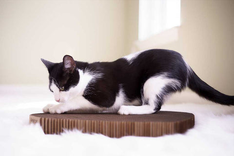 Why Do Cats Like To Scratch Furniture How To Stop It Americat Company
