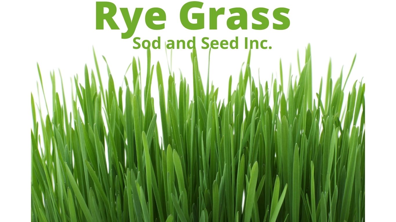 Ryegrass Sod With Rpr Free Delivery Rating And Pricing Sod And Seed