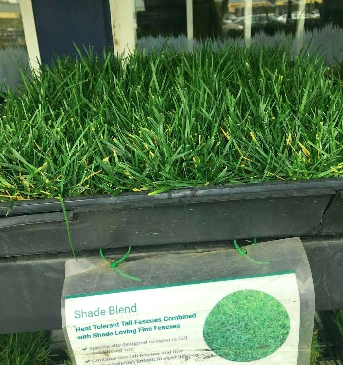 California Shade Blend Grass Sod And Seed