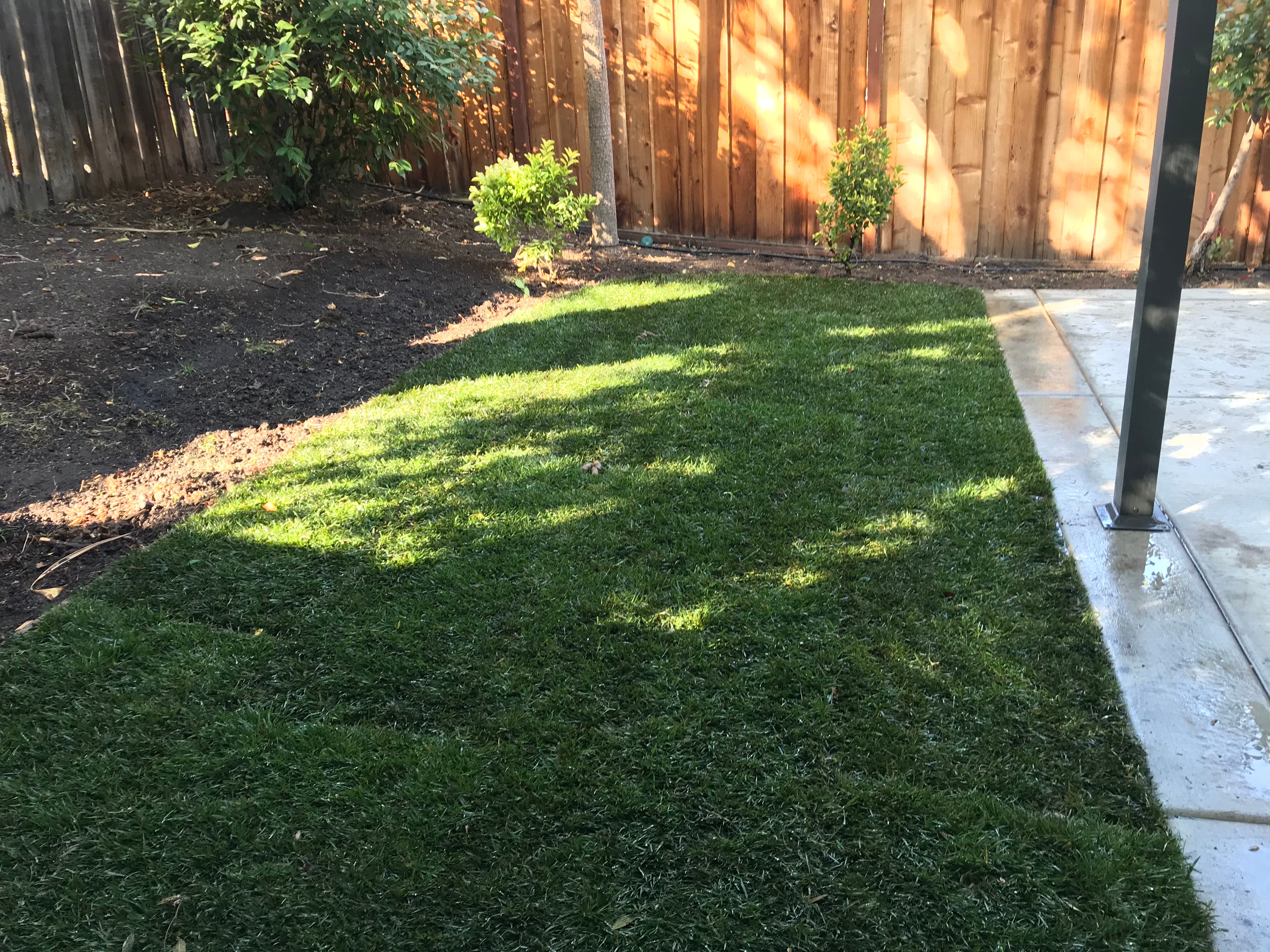 Which Sod Is Best For Shade In California Sod And Seed