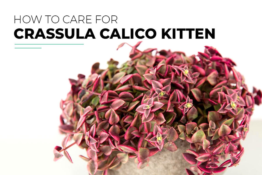 How To Grow And Care For Crassula Calico Kitten Plant Succulents Box