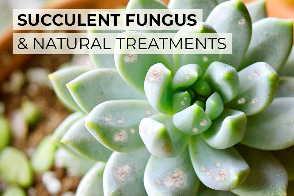 How To Treat Succulent Fungus Naturally Succulents Box