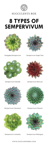 Toxic And Non Toxic Succulents For Pets Succulents Box