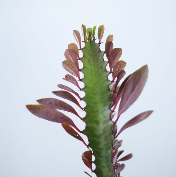Toxic And Non Toxic Succulents For Pets Succulents Box