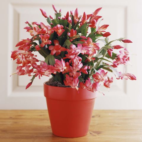 How To Make Christmas Cactus Bloom Several Times A Year Succulents Box