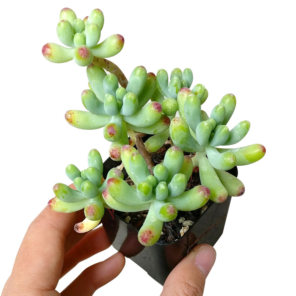 Sedum Green Jelly Bean Pachyphyllym Chubby Succulent For Sale Succulents Box